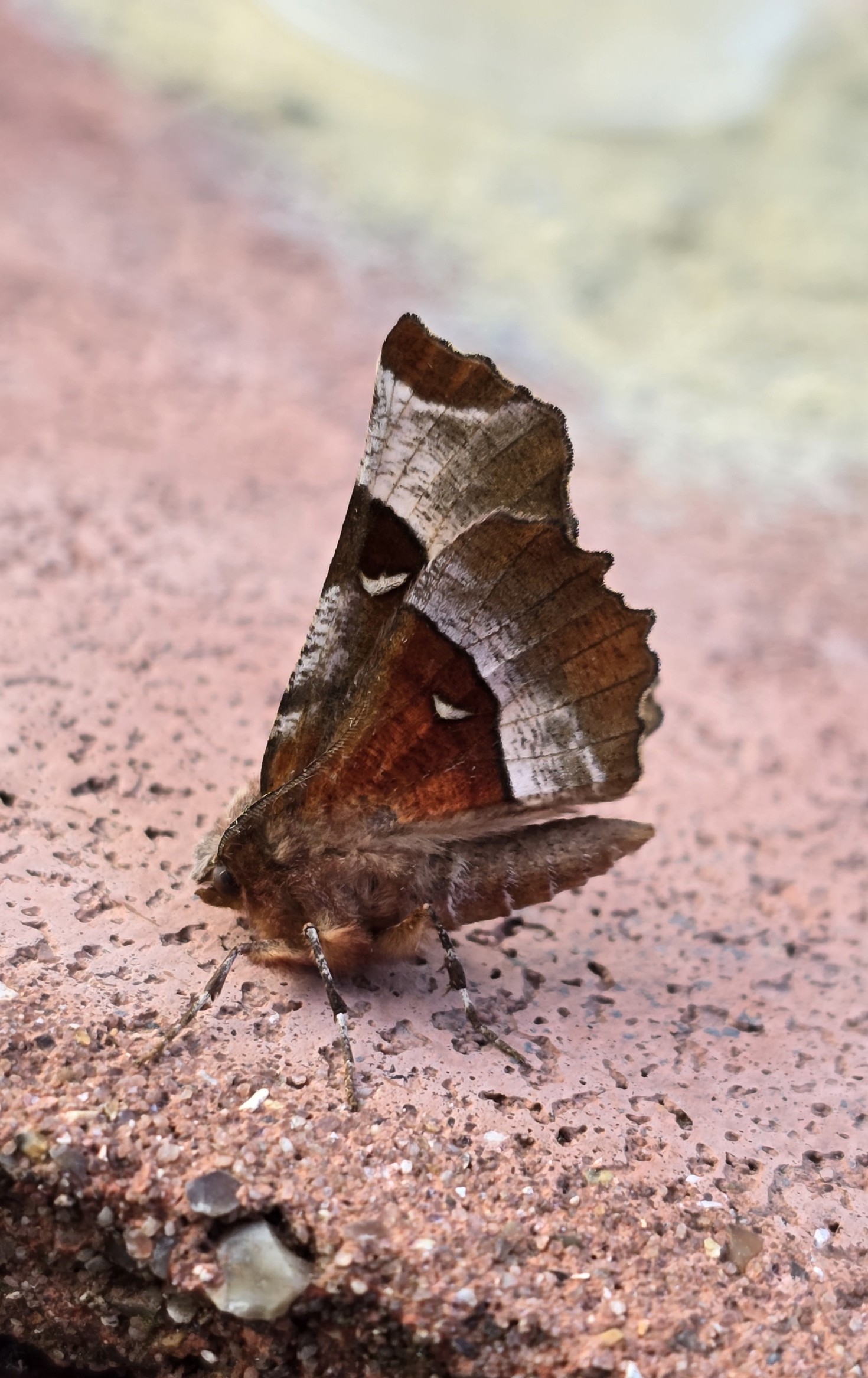 Photo of Purple Thorn (Selenia tetralunaria)